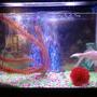 20 gallons freshwater fish tank (mostly fish and non-living decorations) - Biggy