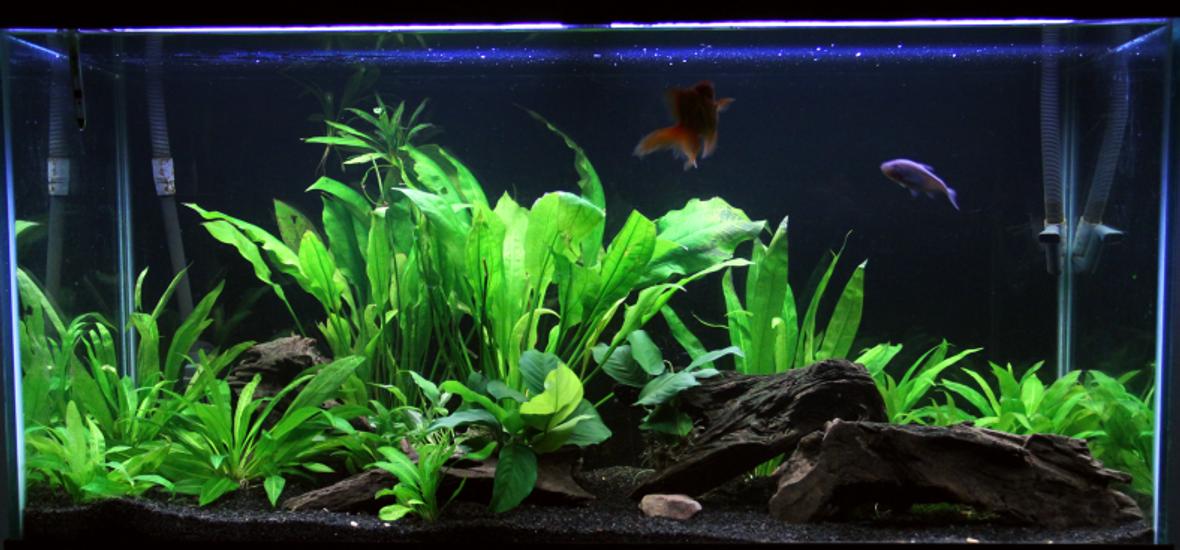 90 gallons planted tank (mostly live plants and fish)