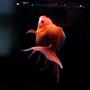 freshwater fish - carassius auratus - red ryukin goldfish stocking in 90 gallons tank