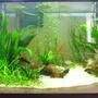 29 gallons planted tank (mostly live plants and fish) - 29 G. Freshwater Planted Tank. 3 Months Old.