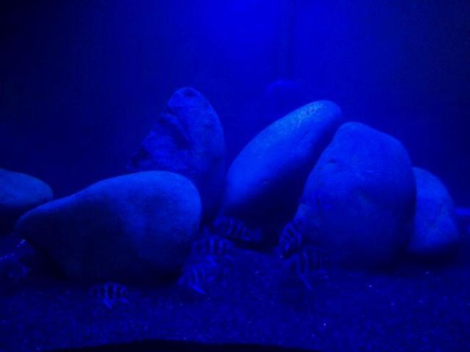 freshwater fish stocking in 240 gallons tank