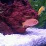 freshwater fish - hemichromis bimaculatus - jewel cichlid stocking in 45 gallons tank - my jewel cichlid