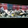 125 gallons reef tank (mostly live coral and fish) - my 125 at 6 months