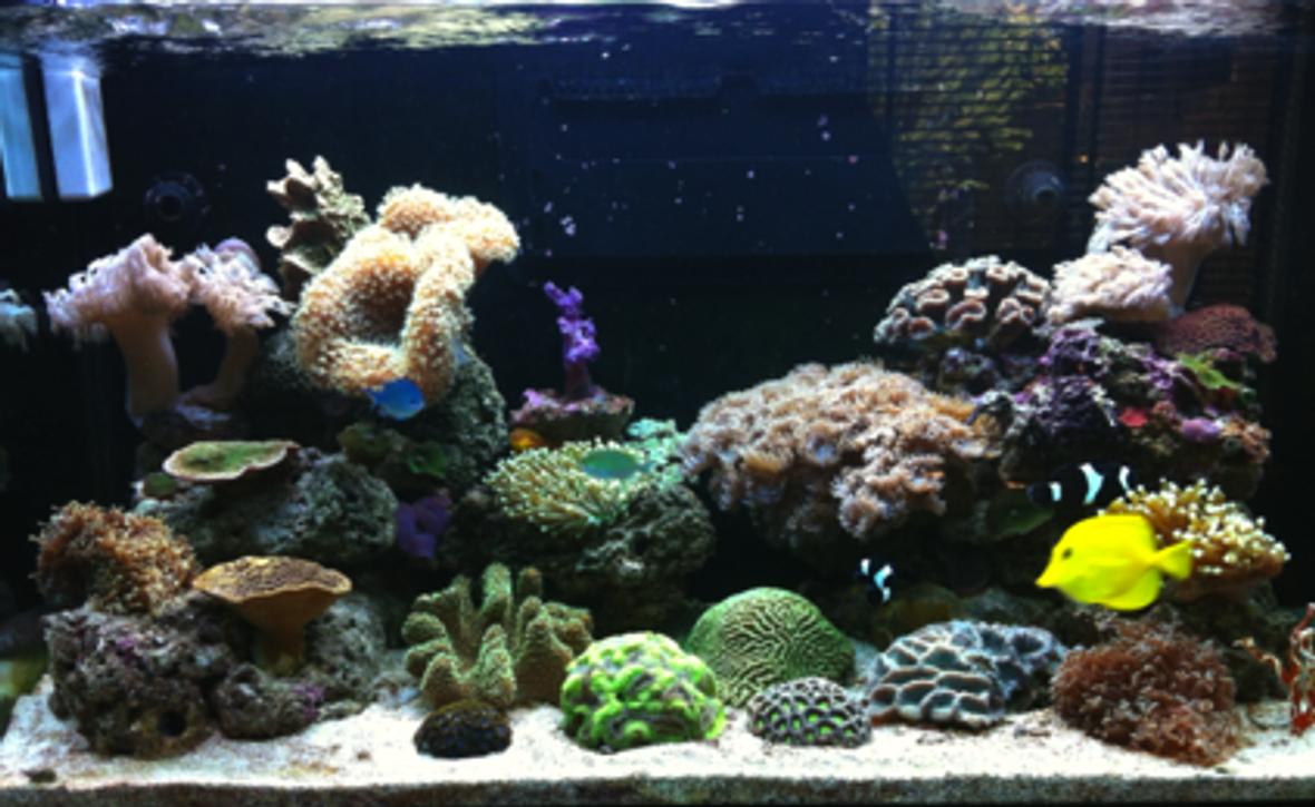 44 gallons reef tank (mostly live coral and fish) - RSM 250 Marine Tank
