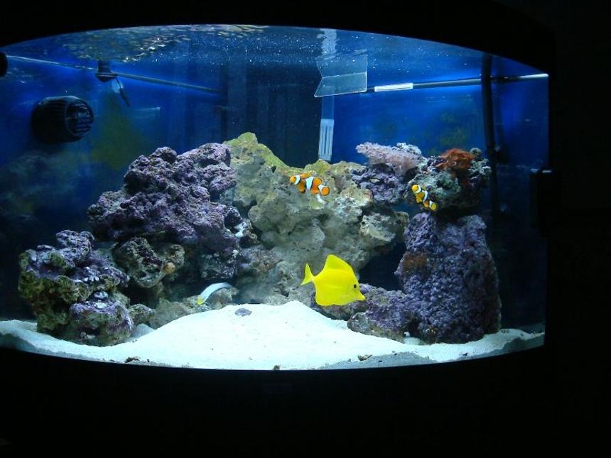 Rated #5: 50 Gallons Saltwater Fish Tank - Juwel Trigon 190 about 5 weeks after purchase.