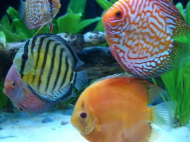 Cultivating a Healthy Discus Community Tank