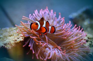 Clownfish in the Reef Aquarium - RateMyFishTank.com