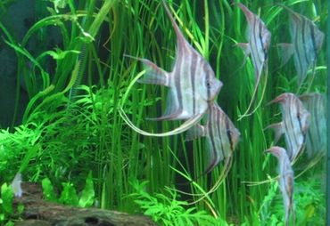 The Top 6 Species for the Planted Tank