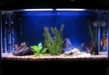 tropical fish tank lighting system