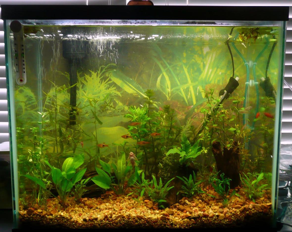 25 gallons planted tank (mostly live plants and fish) - planted tank with endler, platy, ghost shrimp, straited botia, harlequin rasboras, neon tetras, female crowntail bettas. Seperate betta tanks for plakat, crowntail and EE Halfmoon.