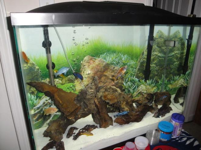 37 gallons freshwater fish tank (mostly fish and non-living decorations) - My fish aquarium. You can see most of the fish here, though I will have individual photos of them in the "Additional Photos" section.