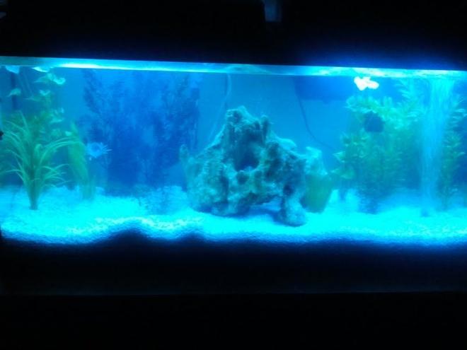 56 gallons freshwater fish tank (mostly fish and non-living decorations)