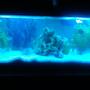 fish tank picture