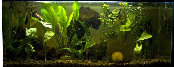 30 gallons planted tank (mostly live plants and fish) - 30 Gal discus