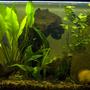 30 gallons planted tank (mostly live plants and fish) - 30 Gal discus