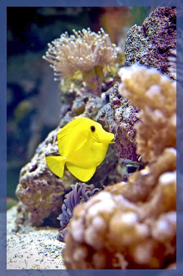 saltwater fish - zebrasoma flavescens - yellow tang - hawaii stocking in 90 gallons tank - My 90 gal