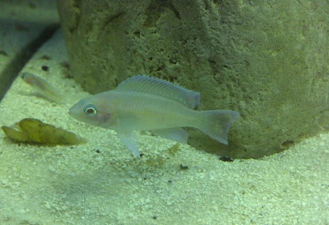 freshwater fish - neolamprologus brichardi - brichardi cichlid stocking in 55 gallons tank - Juvenile Neolamprologus marunguensis (Kapampa)