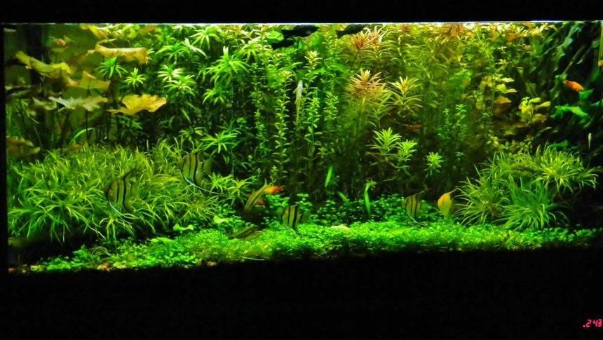 Rated #6: 77 Gallons Planted Tank - look for yourself....