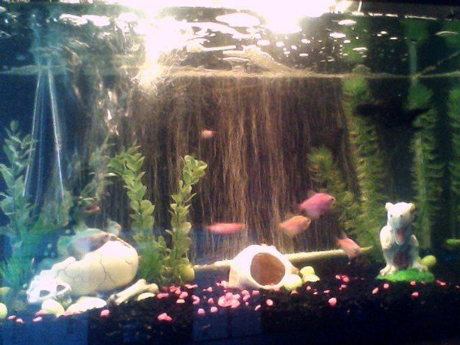 30 gallons freshwater fish tank (mostly fish and non-living decorations) - my tank
