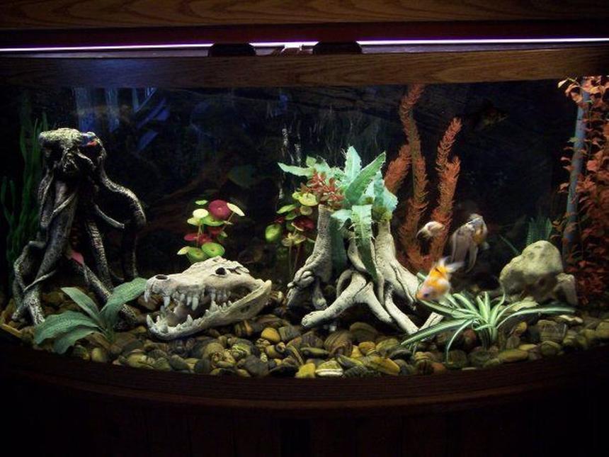 Rated #103: 72 Gallons Freshwater Fish Tank - 72 Gallon