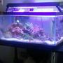 55 gallons reef tank (mostly live coral and fish) - my 15 gallon nano reef