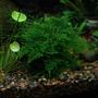 fish tank picture - Peacock moss