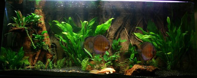 75 gallons planted tank (mostly live plants and fish) - 4 wild discus
albino pleco
tank is a aquaone 120 285 liters . its running a aquaone 2400 canister and a pondmaster uv