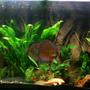 75 gallons planted tank (mostly live plants and fish) - 4 wild discus albino pleco tank is a aquaone 120 285 liters . its running a aquaone 2400 canister and a pondmaster uv