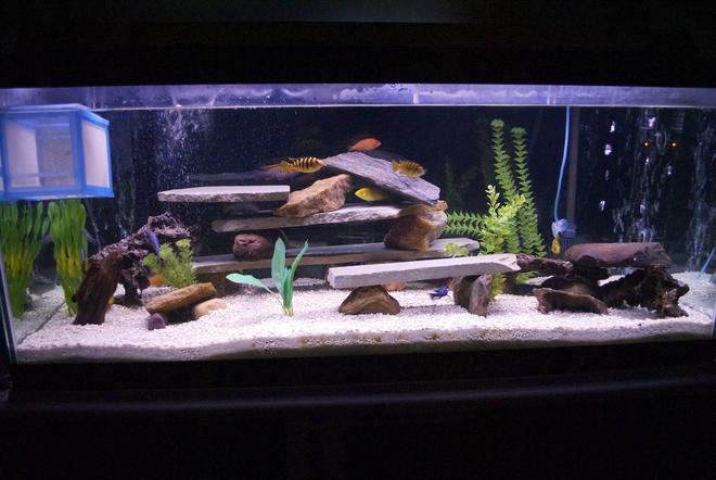 75 gallons freshwater fish tank (mostly fish and non-living decorations) - first 75 gal African Cichlid tank with Tire Track Eel and Cobalt Lobster.