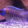 freshwater fish - aulonocara stuartgranti - peacock cichlid stocking in 55 gallons tank - Picture of one of my Peacocks.