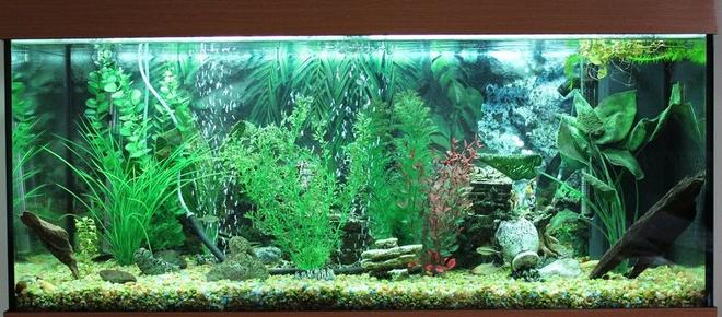 50 gallons freshwater fish tank (mostly fish and non-living decorations) - Freshwater tank, 180 Liter, no live plants.
