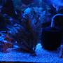 fish tank picture - My second tank - at night with blue LED's
