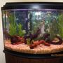 36 gallons freshwater fish tank (mostly fish and non-living decorations) - Set up for Discus