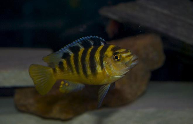 freshwater fish - pseudotropheus crabro - bumblebee cichlid stocking in 75 gallons tank - bumblebee