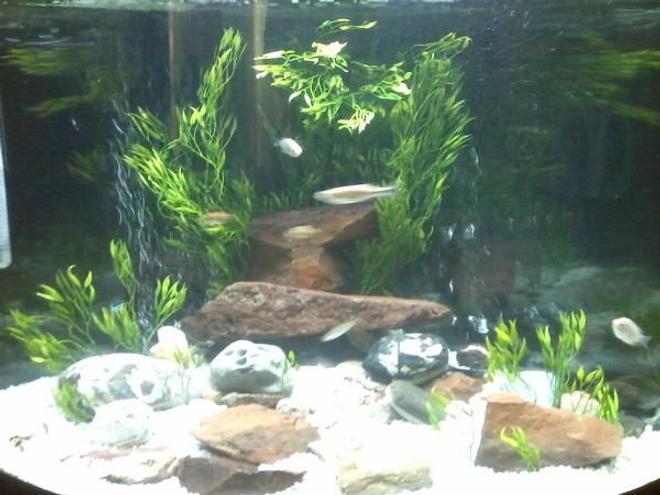 55 gallons freshwater fish tank (mostly fish and non-living decorations) - It is hard to get a good picture of a bowfront tank.
