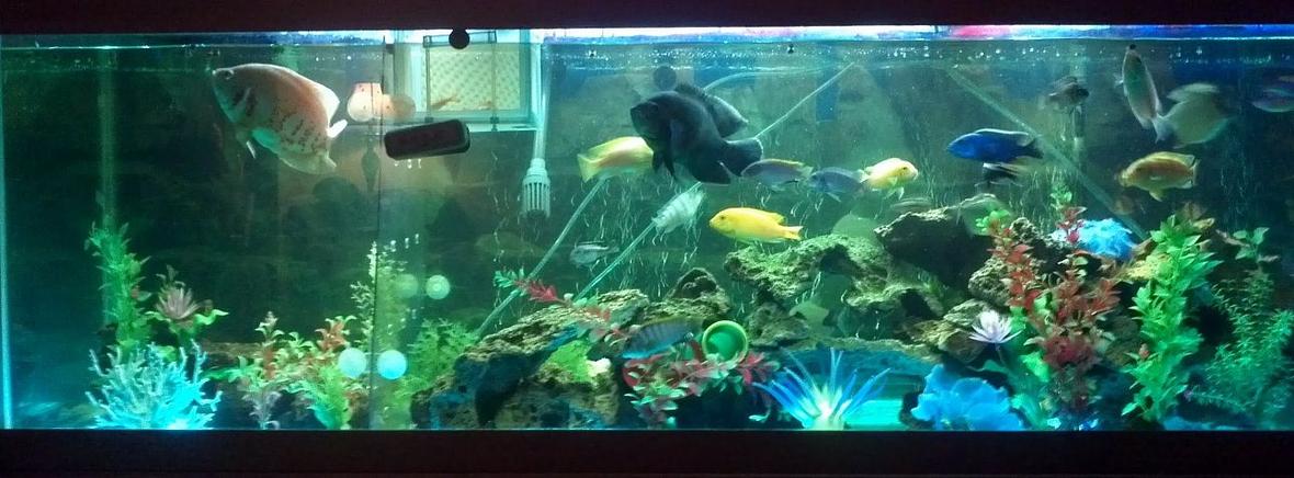 125 gallons freshwater fish tank (mostly fish and non-living decorations) - Ive had this tank for under a year now. I have a 125 gallon tank made into a community tank with assorted South African Cichlids, a Albino and a Tiger Oscar, Afra Cichlid, Tiger Barbs, Severums, Tire Track and a Peacock Eel, Danio Minnows, Red Tail Rainbow Shark, Silver Dollars, Plecos and more... I use a 48" T5 double ballast light, a Fluval405 filter, Aqueon 30-60 waterfall filter. I have Led lights for a little extra color and a curtain wand to keep the fish more active. Most of my plants are artificial but I have 50 lbs of live rocks in there for the new small cichlids that were born. I have a splitter in tank to separate Albino Oscar since he ate a dozen of my other cichlids in there. I have a little over 50 fish in there right now. I had an addiction to buy. Slowing down letting it chill and run their course. Enjoyable little hobby