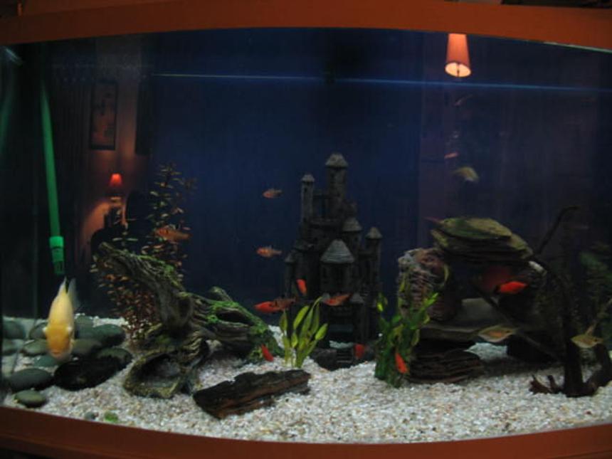 Rated #2487: 46 Gallons Freshwater Fish Tank - 46 bowfront
