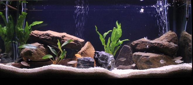 50 gallons freshwater fish tank (mostly fish and non-living decorations) - March's Malawi Tank