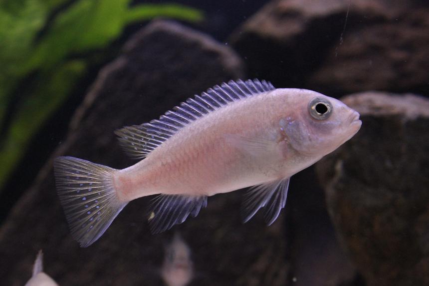 Rated #41: Freshwater Fish - Pseudotropheus Acei - Acei Cichlid Stocking In 50 Gallons Tank - Yellow Tail Acei