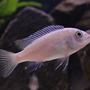 freshwater fish - pseudotropheus acei - acei cichlid stocking in 50 gallons tank - Yellow Tail Acei