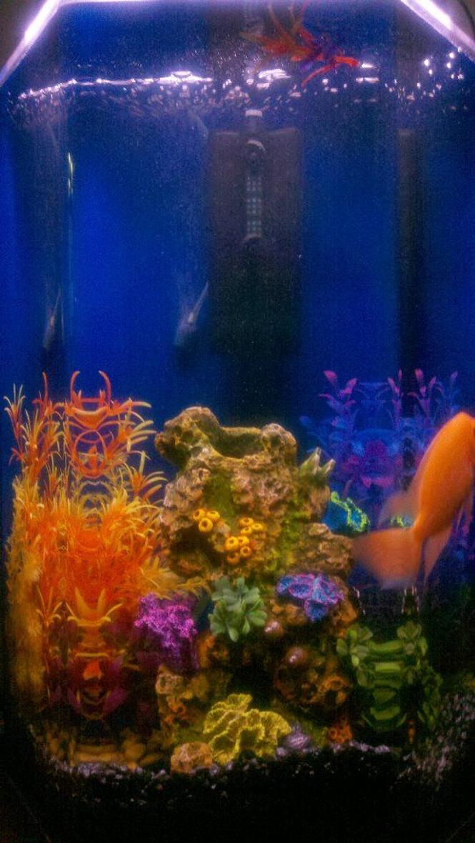 Rated #73: 50 Gallons Reef Tank