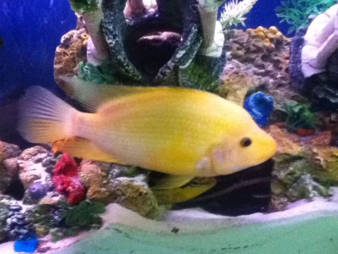 freshwater fish - amphilophus labiatus - red devil stocking in 50 gallons tank