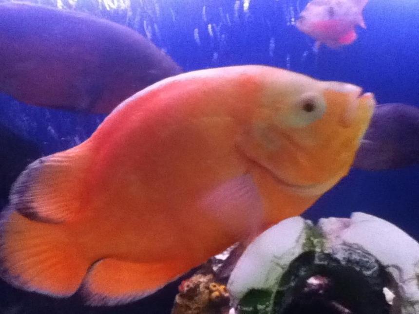 Rated #525: Freshwater Fish - Astronotus Ocellatus - Tiger Oscar, Albino Stocking In 50 Gallons Tank
