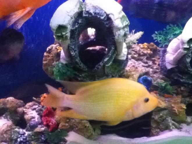 freshwater fish - amphilophus labiatus - red devil stocking in 50 gallons tank