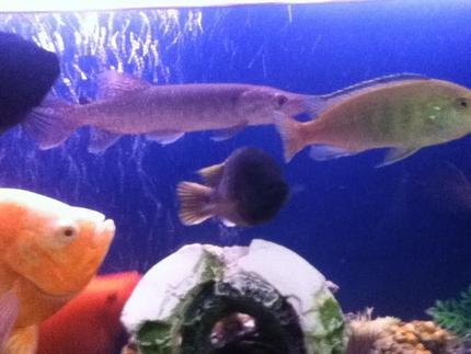 freshwater fish - astronotus ocellatus - tiger oscar, albino stocking in 50 gallons tank