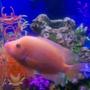 freshwater fish - amphilophus labiatus - red devil stocking in 50 gallons tank