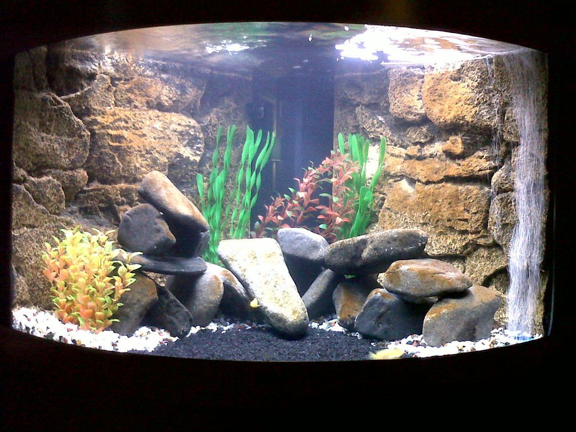 44 gallons freshwater fish tank (mostly fish and non-living decorations) - Mbuna tank