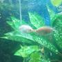 freshwater fish - helostoma temmincki - kissing gourami stocking in 75 gallons tank - My "kissing" fish