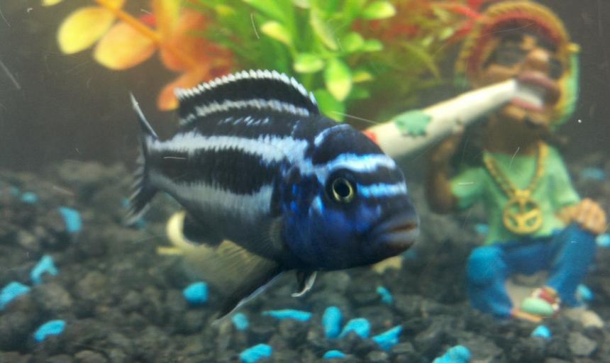 Rated #44: Freshwater Fish - Melanochromis Cyaneorhabdos - Maingano Cichlid Stocking In 55 Gallons Tank - African Cichlid