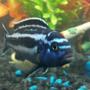 freshwater fish - melanochromis cyaneorhabdos - maingano cichlid stocking in 55 gallons tank - African Cichlid